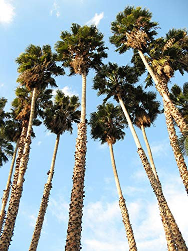30 semi CALIFORNIA Palma nana Petticoat deserto dell'Arizona Washingtonia filifera
