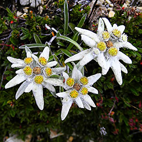 AchidistviQ 50 Stück Weiß Edelweiß Samen Einfach Zu Pflanzen Winterharte Mehrjährige Blumensamen Zierblume Garten Hof Büro Bonsai Dekor Edelweißsamen