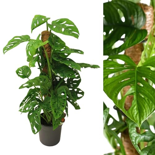 Monstera Monkey Leaf On Moss Pole - 70-80cm inc Pot - Instant Impact Plant for The Home or Office