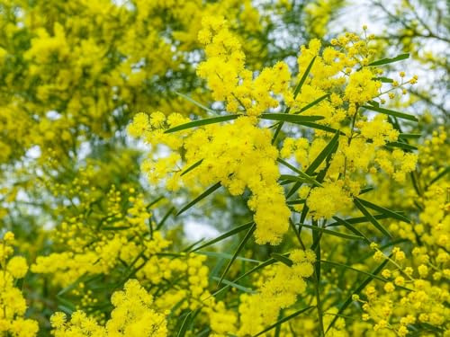 15 Semillas de Acacia Cepillo (Acacia Fimbriata)