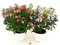 POWERS TO FLOWERS - DOUBLE FUCSIA: ROSA e VIOLA, piante vere