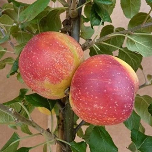 Alkmene - Herbstapfel Buschbaum 110-140 cm wurzelnackt