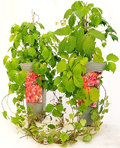 POWERS TO FLOWERS - VITE AMERICANA RAMPICANTE ROSSA, PARTHENOCISSUS WEITCHII ALTEZZA 50CM, 2 PIANTE, Piante Vere