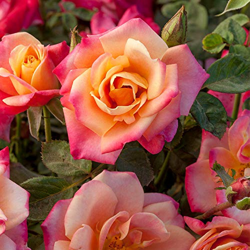 Heirloom Floribunda Roses, Live Own Root Plant for Outdoor Garden, Polynesian Punch™, Moderately Fragrant, Hardiness Zones: 6-9, Continual Blooming