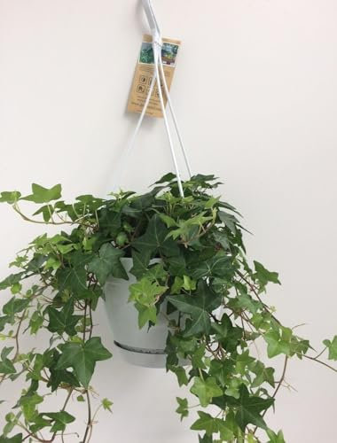 Hedera Helix Verde con maceta colgante blanca - 30cm - Ø17cm - Planta de interior - Hojas perennes