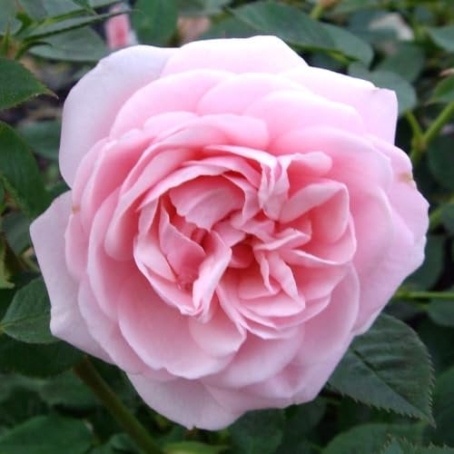 Rose Anne's Rose - A Beautiful Pink Potted Rose Bush for The Garden - Unique Personalised Gift for A Person Named Anne