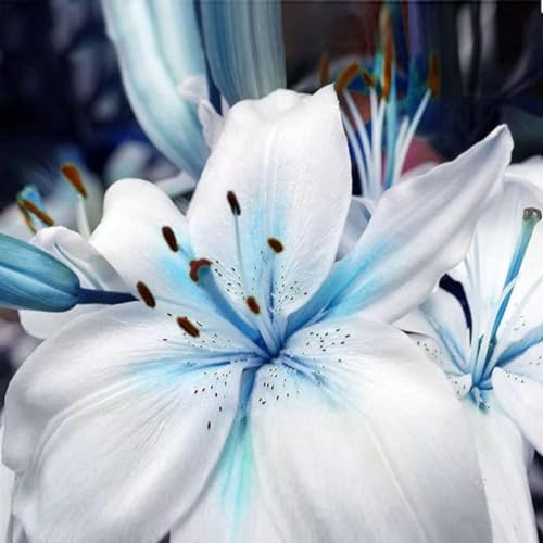 Lilium martagon zwiebeln,winterharte,lilien deko,lilien im topf,lilie riesen,lilien zwiebeln forever susan,lilie,duft lilien,lilien knollen,lilien zwiebeln winterhart mehrjährig.-4 zwiebeln-C