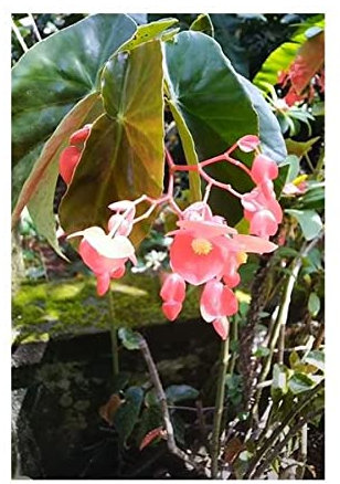 Pcs - 10x Begonia Coccinea Fleurs Jardin Plantes - Graines ID331 - Seeds & Plants Shop by Ipsa