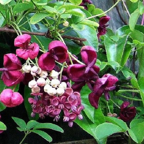 Akebia Quinata (Immergrün) - Fingerblättrige Klettergurke/Schokoladenwein/Akebie - Mehrjährig & Winterhart - Kletterpflanze | 1,5 Liter Topf