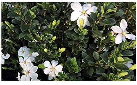Pcs - 10x Gardenia Thunbergia Gardenie Arbuste Jardin Plantes - Graines B1508 - Seeds & Plants Shop by Ipsa