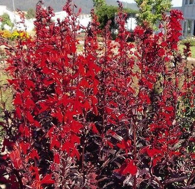Buy4seeds 20 Seeds Perennial Lobelia Queen Victoria Useful for Garden and Outdoor