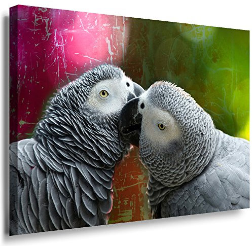 Julia-Art - Bilder Papageien Leinwand mit Keilrahmen 80 x 60 cm Leinwandbild XXL Wandbild Tiere Kunstdrucke Tierwelten Bild Wanddesign Wanddekoration c-642v-32