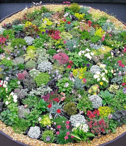 BALDUR Garten 16er Steingarten-Stauden-Mix, Pflanzen im 9x9 cm-Topf