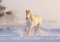 Fabulous Poster Affiche Superbe Cheval Blanc Dans La Neige Nature Hiver