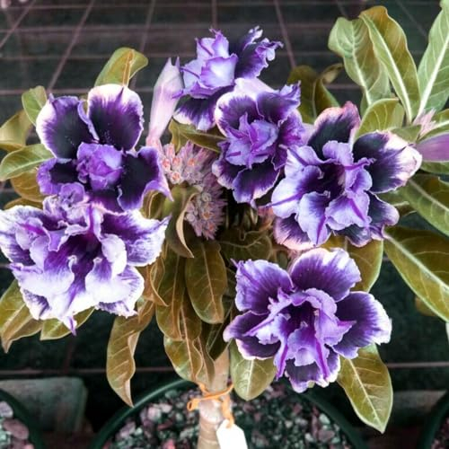 Wüstenrosenpflanze, adenium obesum pflanze kältebeständige mehrjährige Pflanze/Garten/Blumentopf/Haus/einfache Bepflanzung/grüne Pflanze