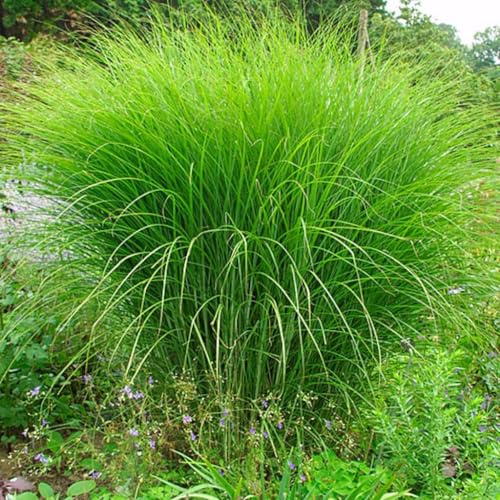 Miscanthus sinensis 'Gracillimus' Feinhalm Chinaschilf Unglaublich grazile Optik und feinen Halme Im Herbst Farbänderung in Bronze Tönen Ganzjähriger Eyecatcher (2)