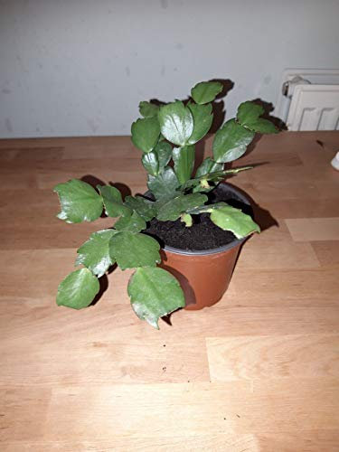 Portal Cool Rosa di Natale Cactus Zygocactus Completamente stabilita Interna Casa Flora. 9 cm Pot