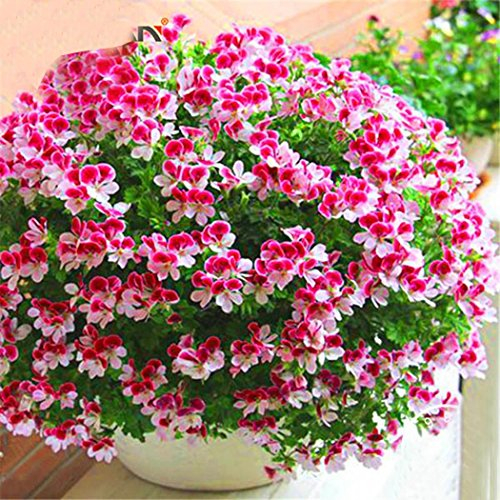 mymotto New Nizza Adorable Flower Samen Duft Duftblumen Saatgut Geranie: Only seeds