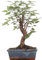 Bonsai - Zelkova serrata, Japanische Ulme 216/209