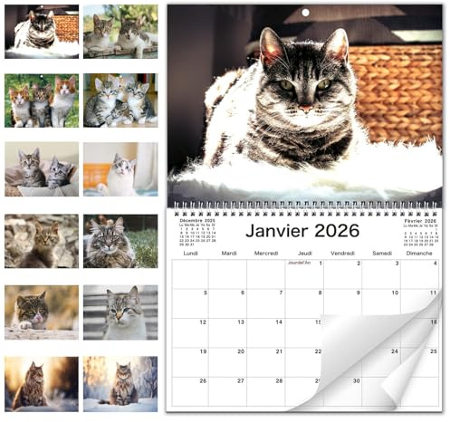ZXTGBQ Kätzchen-Kalender 2026 Lustiger Katzenkalender Wandkalender mit Katzen-Motiv Vertikale Monatliche Feiertagserinnerung Für Schule, Büro Und Zuhause