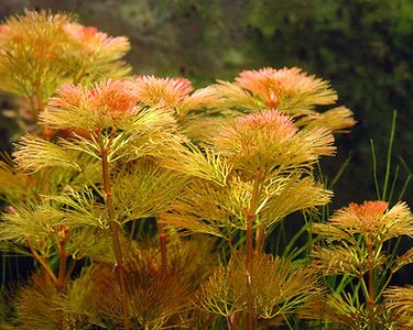 PondPlantsUK - Cabomba Piauhyensis - submerged - Aquarium 20 Strands