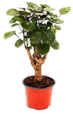 Glänzende Fiederaralie Polyscias scutellaria Fabian Zimmerpflanze 12cm Topf