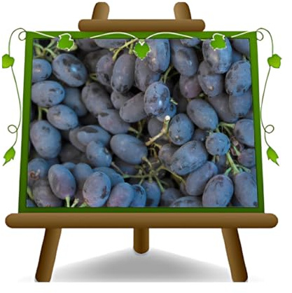 EURO PLANTS VIVAI Vigne Black Magic Plante Fruitière Ancienne Âge 2 ans | pot 20 cm Hauteur 150-170 cm