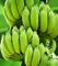 semi di banana freschi 100 pezzi