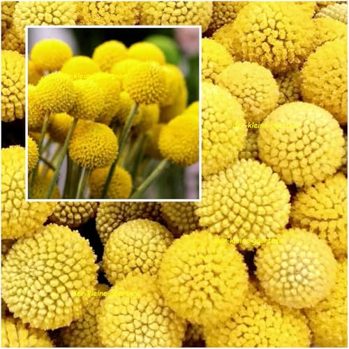 Trommelstöckchen Craspedia Globosa Sommerblumen für Beet & Balkon mehrjährig Blumensamen 100 Samen von der-kleine-gaertner