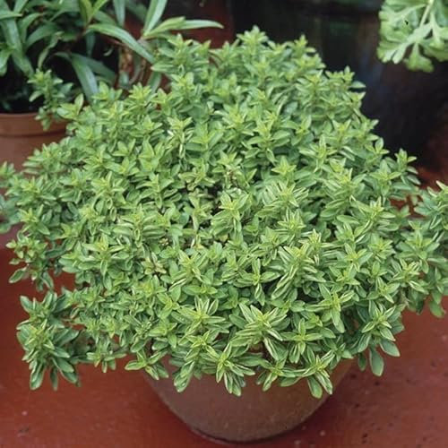 Marjoram 'Compact' (Origanum vulgare 'Compactum') Herb Plants – Grow Your Own Herbs Ideal for Greenhouse, Garden, Polytunnel, Large Pots or Containers - UK Grown by Park Farm Plants (3 x 9cm pots)
