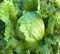Iceberg Lettuce - Great Lakes 118-1000 Seeds + Plant tag + Freebie, Green