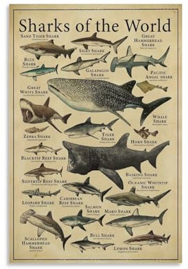 CYPGTBCK Poster Types of Shark Nowledge, Bildung, Leinwand-Kunstposter und Wandkunst, Bilddruck, modernes Familienschlafzimmer, Dekor-Poster, 30 x 45 cm