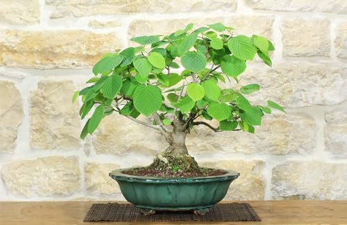 Bonsái Corylopsis Spicata - Falso Avellana (1)