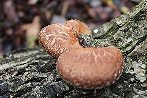 Bio Shiitake Substratbrut - Pilze selber züchten