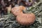 Bio Shiitake Substratbrut - Pilze selber züchten