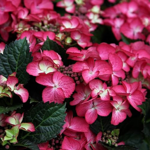 Plant Theory Dark Angel Red Hydrangea Macrophylla Shrub Plant 2L Pot