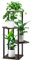 YOCOMEY 4-Tier Hölzern Blumenregal Pflanzenregal, Mehrstöckig Blumenständer Pflanzenständer Blumenbank Blumentreppe Pflanzentreppe Standregal für Innen Garten Balkon Deko(Schwarz Eiche)