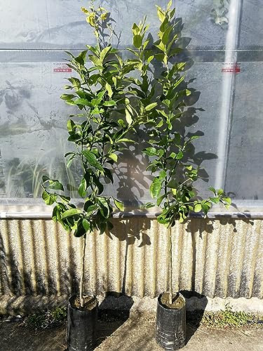 PIANTA DI LIMONE 4 QUATTRO STAGIONI LUNARIO CM 140/150 (foto reali) IN FITOCELLA (Limone di Rocca Imperiale IGP)