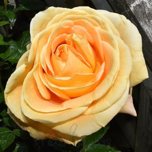 Peter Beales Roses UK Global Beauty Bush Rose, Double Yellow Blooms, Very Fragrant, 75cm Height