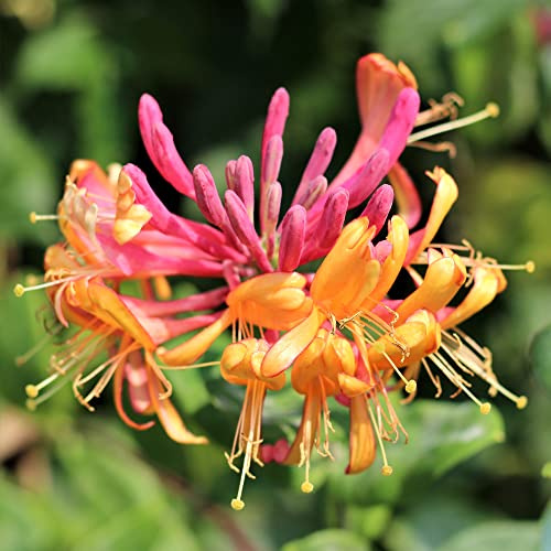 GardenersDream Lonicera Gold Flame - Flammen-Geißblatt Winterhart - Kletterpflanzen Winterhart Gelb-Rot - Balkon Pflanzen Duftend