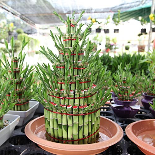 50 Glücksbambus Bonsai Samen Bambus Hydrokultur Pflanze Samen Glücksbambus Kaufen Lucky Bamboo Seed Bambuspflanze Hydrokultur Bonsai Samen Indoor Kunstbonsai