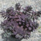 semillas de sedum resistentes - Semillas de balcón para bancales elevados Semillas de plantas para decorar habitaciones semillas de jardín de flores resistentes Plantas de interior 400pcs