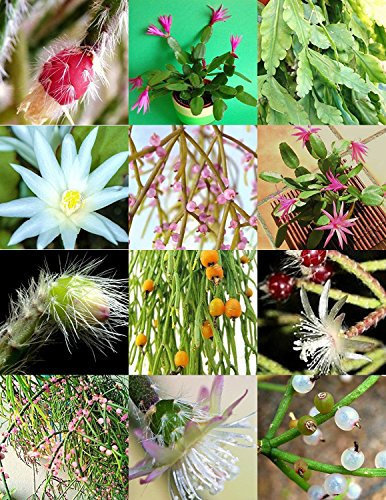 RHIPSALIS Mezcla rara noche de plantas en flor exótica flor de cactus suculentas 20 semillas