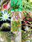 RHIPSALIS Mezcla rara noche de plantas en flor exótica flor de cactus suculentas 20 semillas