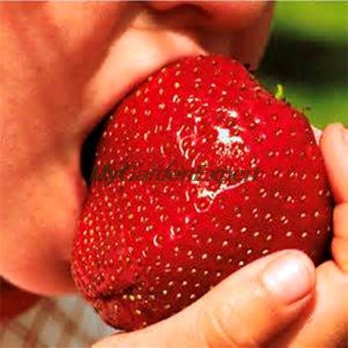 100pcs / pack Semillas, Semillas de Super Gigante de la fresa, semillas de frutas, manzana de tamaño jardín Tiesto bricolaje
