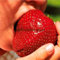 100pcs Semi/pack, semi di Super Gigante Fragola, Seme Frutta, Mela Sized giardino fai da te Vaso da fiori