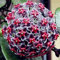 24 colori Orchid sfera Rare sfera del fiore dell'orchidea pianta perenne Hoya carnosa semi Bonsai semi Pianta in vaso Per la casa Giardino 100Pcs 7