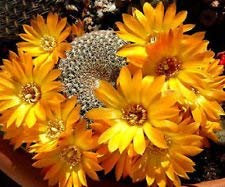 Rebutia arenacea exotische seltene blühender Kaktus Blüten Kakteen seed 50 SEEDS