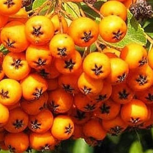 Buisson ardent 'Golden Charmer' - Pyracantha 'Golden Charmer' 60-80 C - 60-80 cm pot