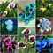 6 pcs calla blumenzwiebeln zwiebeln - blumenzwiebeln mehrjährig winterhart bloom Calla Lilien,Zantedeschia aethiopica, gartenpflanzen winterhart mehrjährig knollen pflanzendeko topfpflanzen